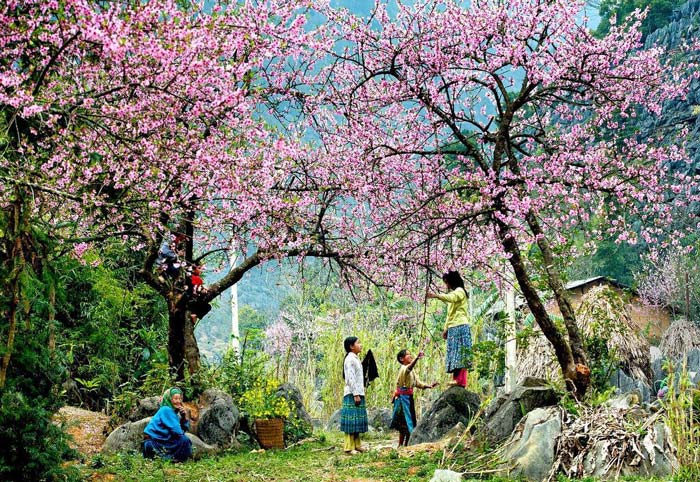 Đào phai Sapa Đào phai Sapa