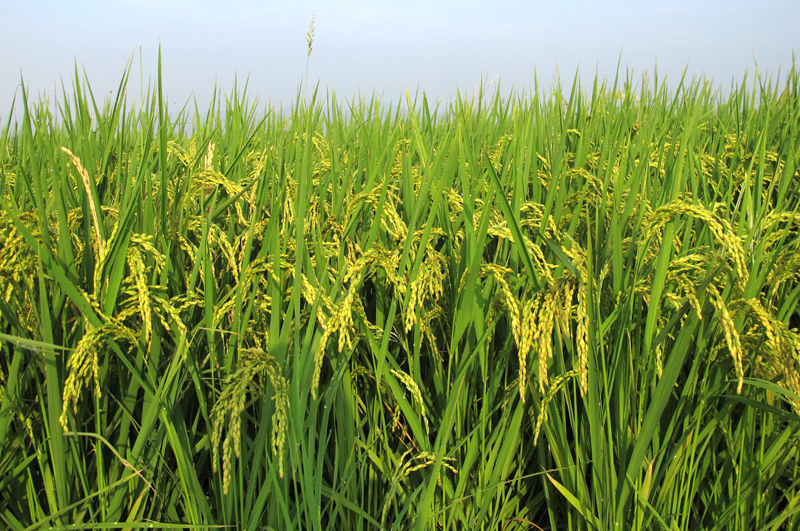 img8512-1497944559 img8512-1497944559