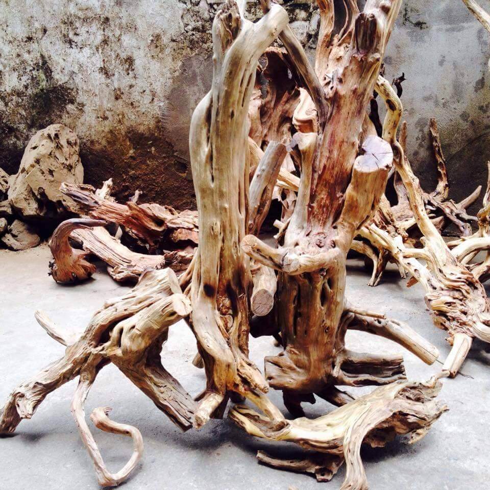 Phía sau câu chuyện săn gốc cây cổ thụ ở Sapa