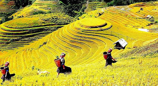 Ruộng Bậc Thang Thơ Mộng