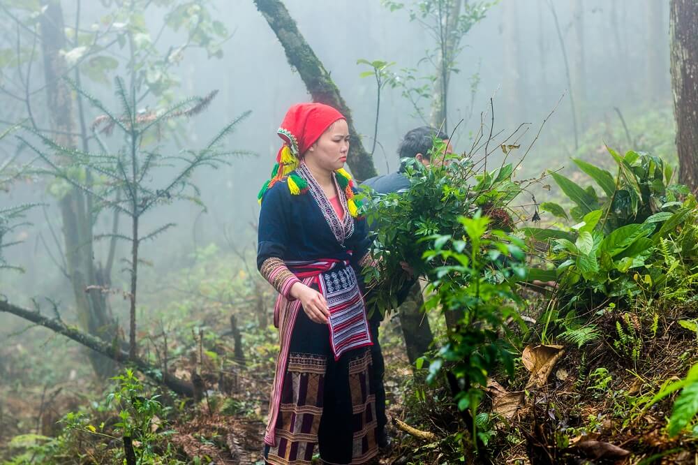 Thuốc Ngâm Chân Của Người Dao Đỏ - Món Quà Tuyệt Vời Dành Cho Sức Khỏe