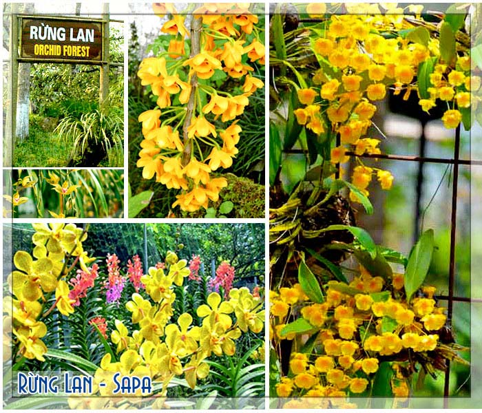 Hoa lan tại vườn lan núi Hàm Rồng Hoa lan tại vườn lan núi Hàm Rồng